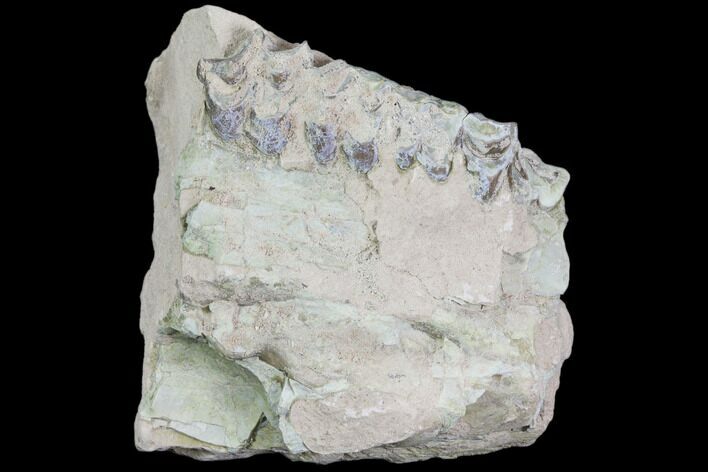 Unprepared Oreodont Jaw Section With Teeth - South Dakota #81935